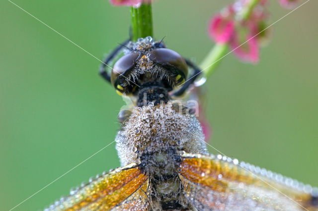 Viervlek (Libellula quadrimaculata)