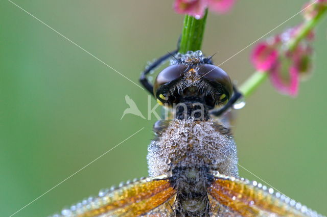 Viervlek (Libellula quadrimaculata)