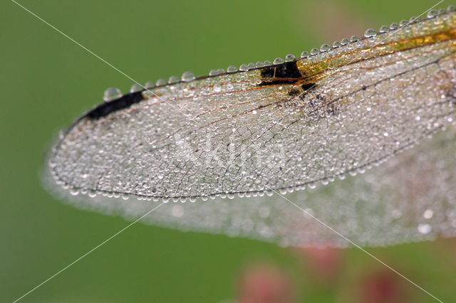 Viervlek (Libellula quadrimaculata)