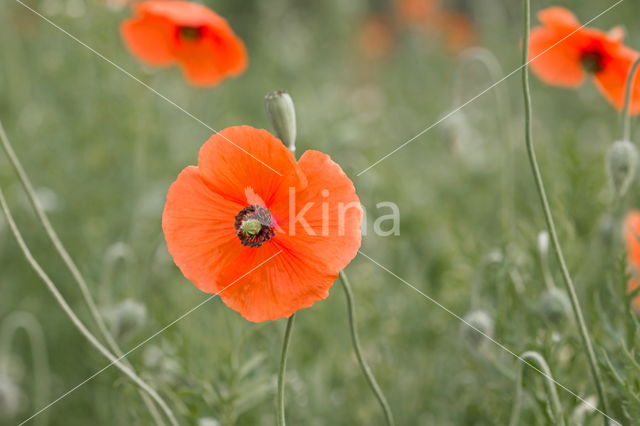 Klaproos (Papaver spec.)