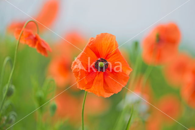 Poppy (Papaver spec.)