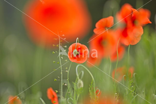 Poppy (Papaver spec.)