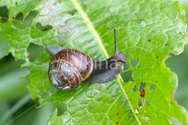 snail