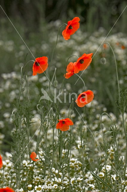 Klaproos (Papaver spec.)