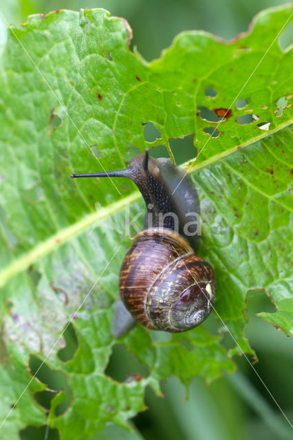 snail