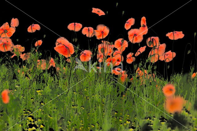 Poppy (Papaver spec.)