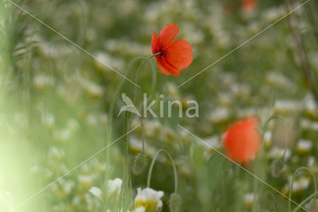 Klaproos (Papaver spec.)