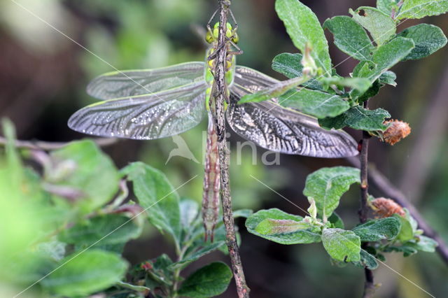 Grote keizerlibel (Anax imperator)