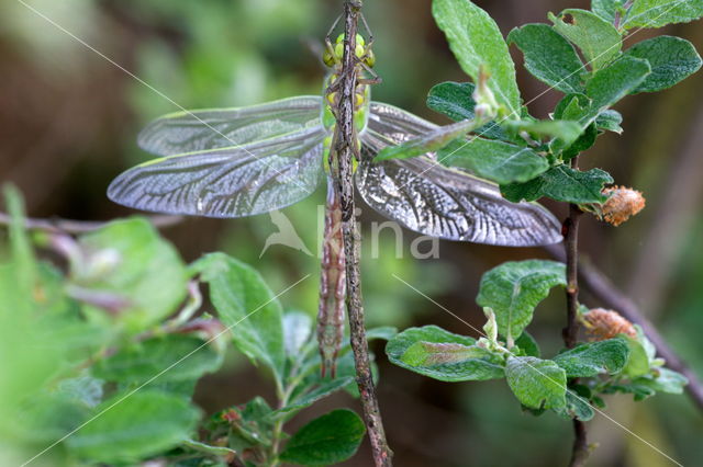 Emperor Dragonfly (Anax imperator)