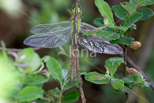 Grote keizerlibel (Anax imperator)