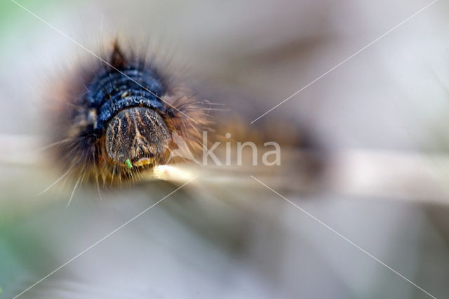 Fox Moth (Macrothylacia rubi)