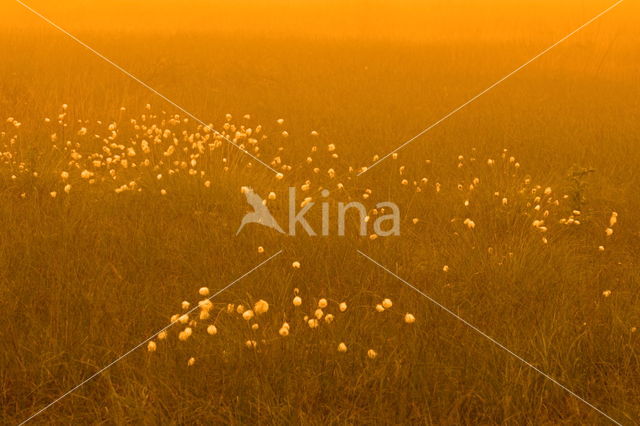 Veenpluis (Eriophorum angustifolium)