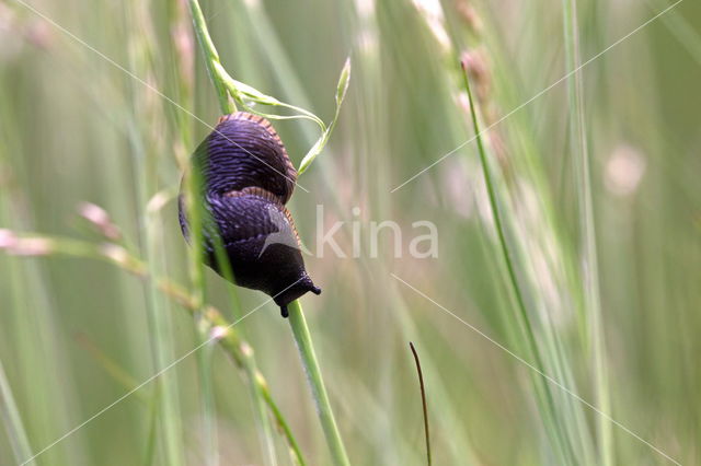 slak (gastropods Gastropoda)