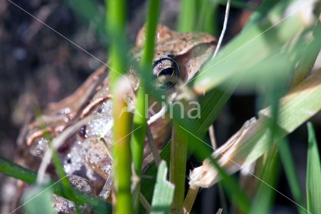 Bruine kikker (Rana temporaria)