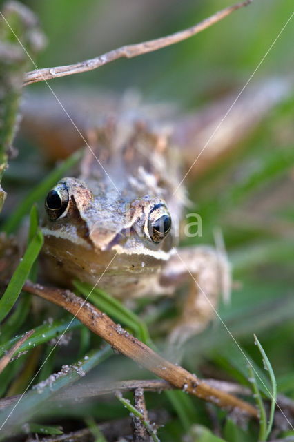 Common Frog (Rana temporaria)