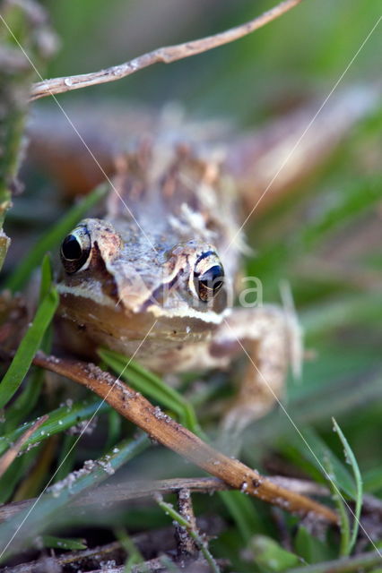 Bruine kikker (Rana temporaria)