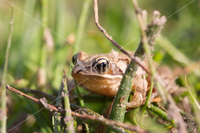 Bruine kikker (Rana temporaria)