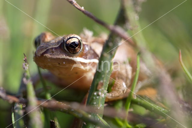 Bruine kikker (Rana temporaria)