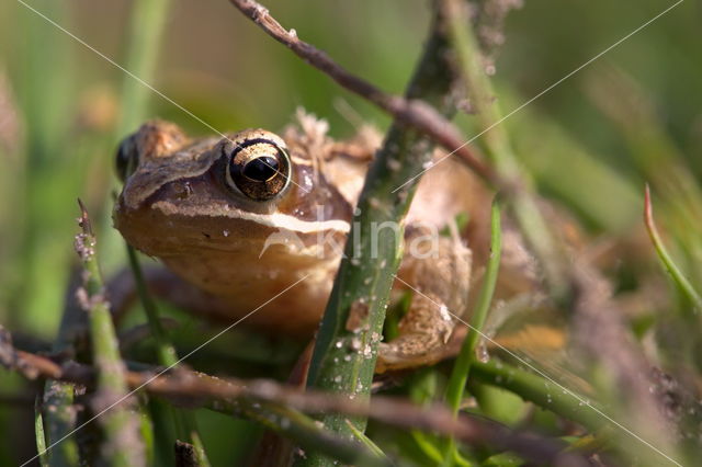 Common Frog (Rana temporaria)