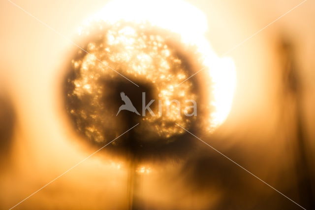 Gewone paardenbloem (Taraxacum officinale)