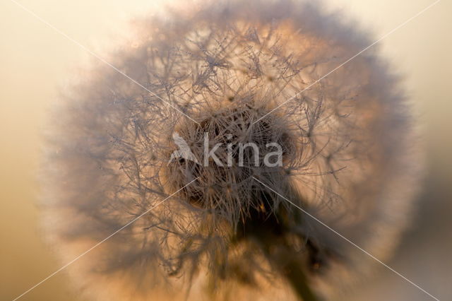 Gewone paardenbloem (Taraxacum officinale)