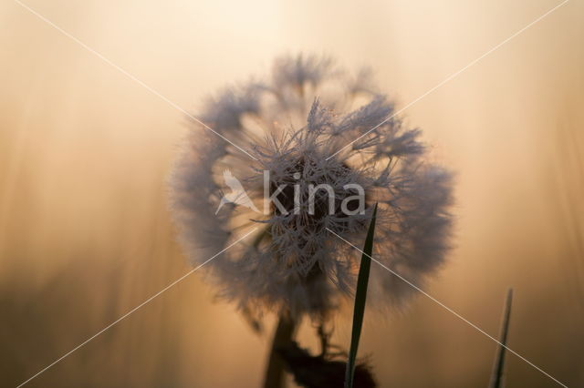 Gewone paardenbloem (Taraxacum officinale)