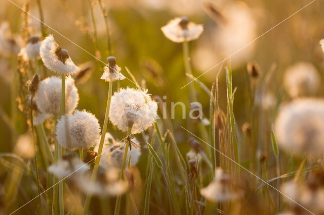 Gewone paardenbloem (Taraxacum officinale)