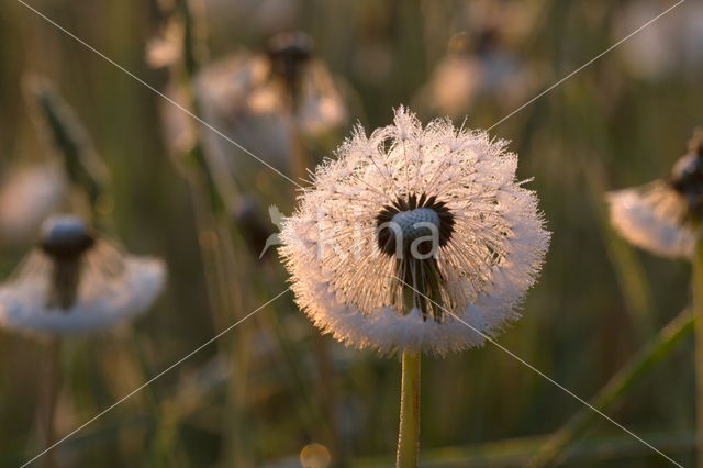 Gewone paardenbloem (Taraxacum officinale)