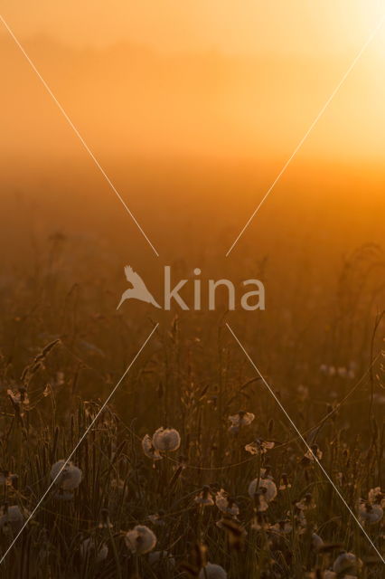 Gewone paardenbloem (Taraxacum officinale)