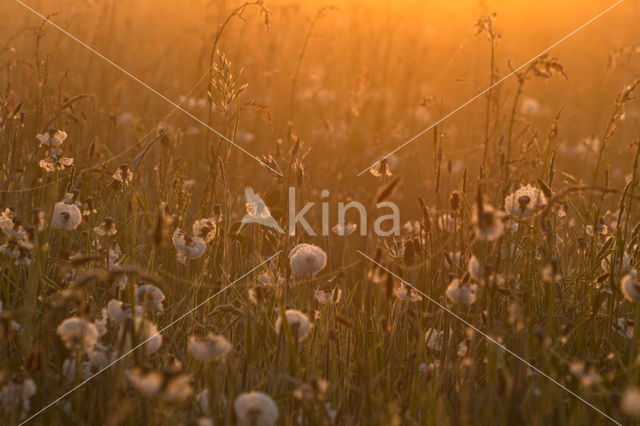 Gewone paardenbloem (Taraxacum officinale)