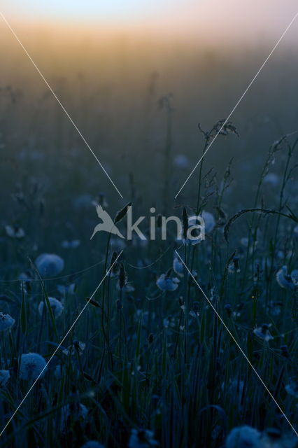 Gewone paardenbloem (Taraxacum officinale)