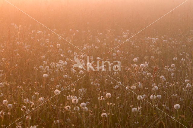 Gewone paardenbloem (Taraxacum officinale)