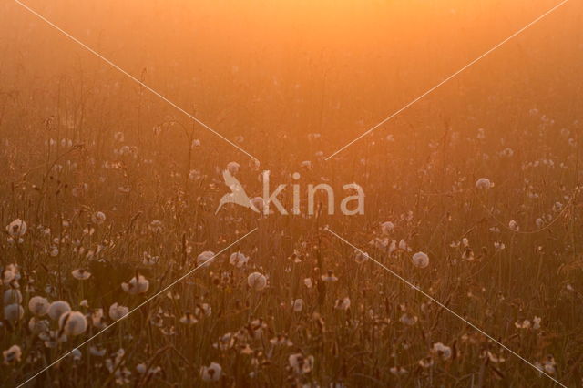 Common Dandelion (Taraxacum officinale)