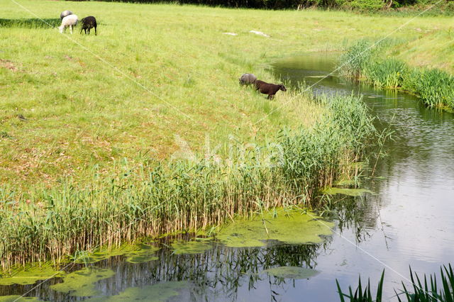 sheep (Ovis domesticus)