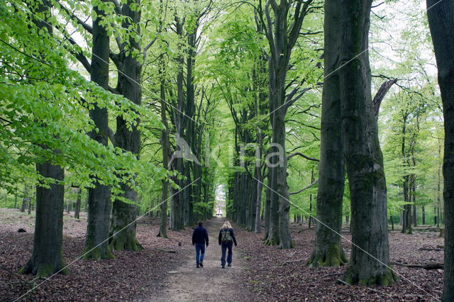 beech-wood