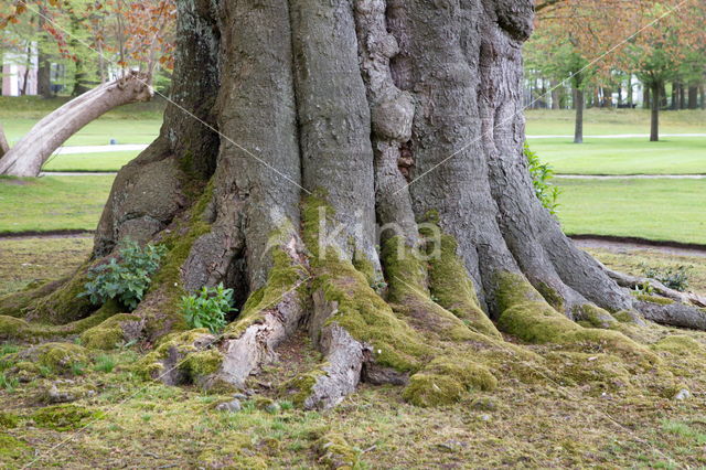 monumental tree