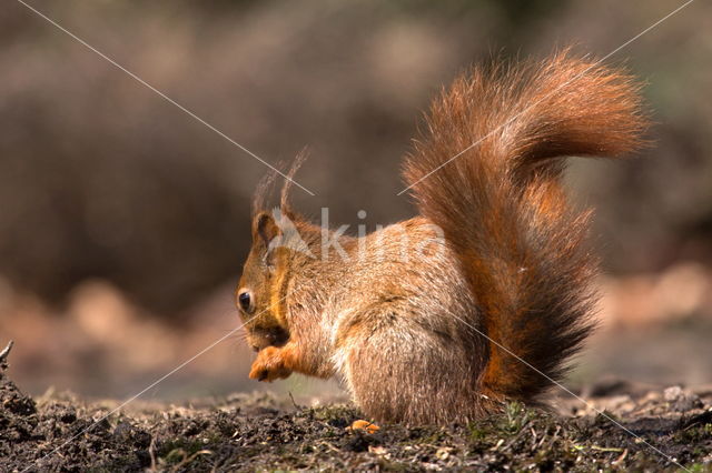 Red squirrel (Tamiasciurus hudsonicus)