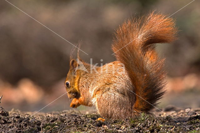 Red squirrel (Tamiasciurus hudsonicus)