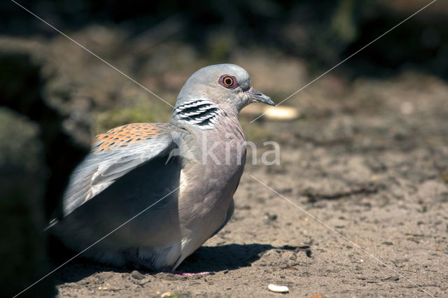 Zomertortel (Streptopelia turtur)