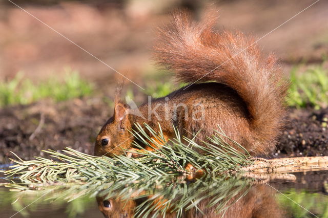 Red squirrel (Tamiasciurus hudsonicus)