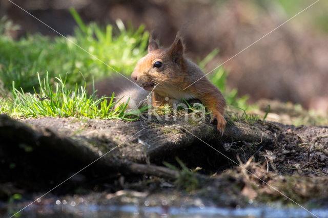 Red squirrel (Tamiasciurus hudsonicus)