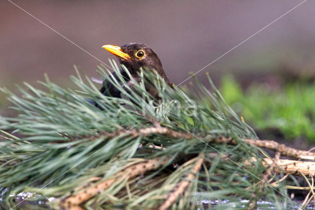 Eurasian Blackbird (Turdus merula)