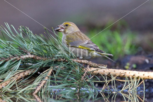 European Greenfinch (Carduelis chloris)