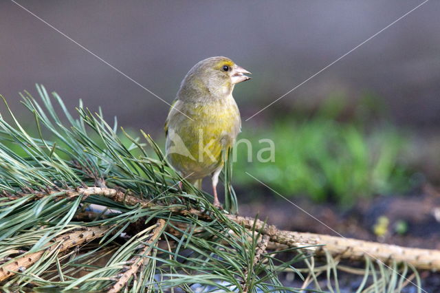 Groenling (Carduelis chloris)