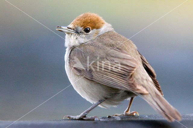 Blackcap (Sylvia atricapilla)