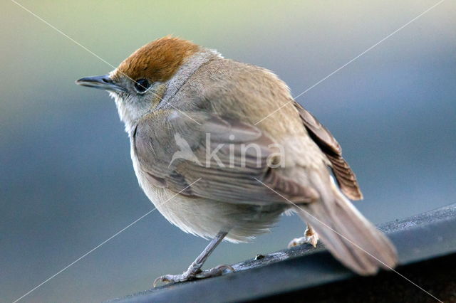 Blackcap (Sylvia atricapilla)