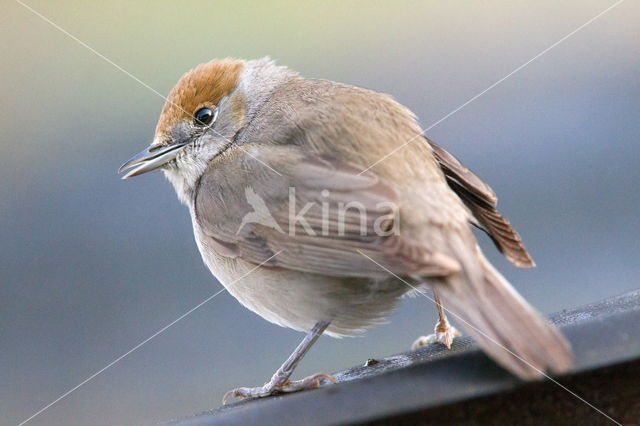 Blackcap (Sylvia atricapilla)