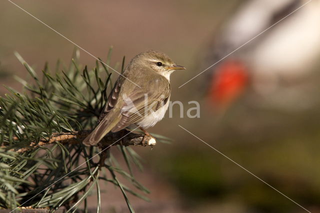 Willow Warbler (Phylloscopus trochilus)