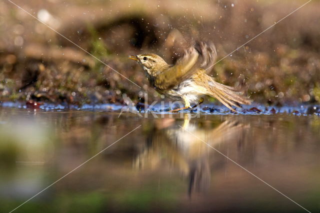 Willow Warbler (Phylloscopus trochilus)