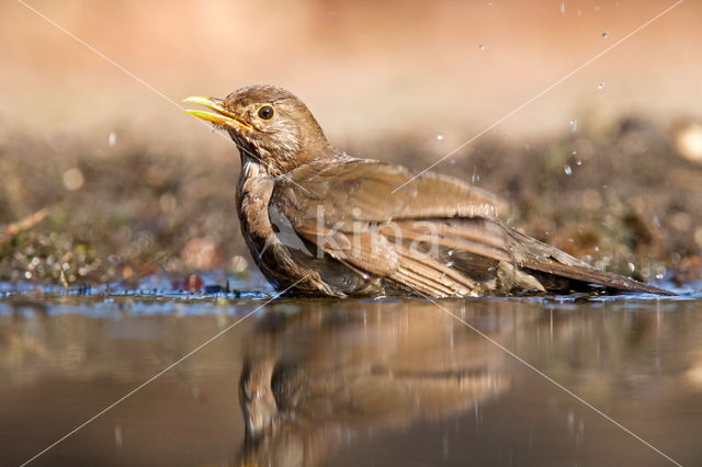 Merel (Turdus merula)